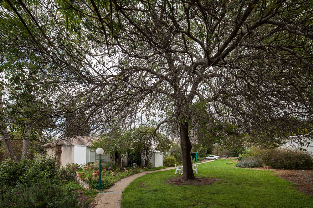 יחיעם קיבוצים שחר לולב עודד רוזנקיאר