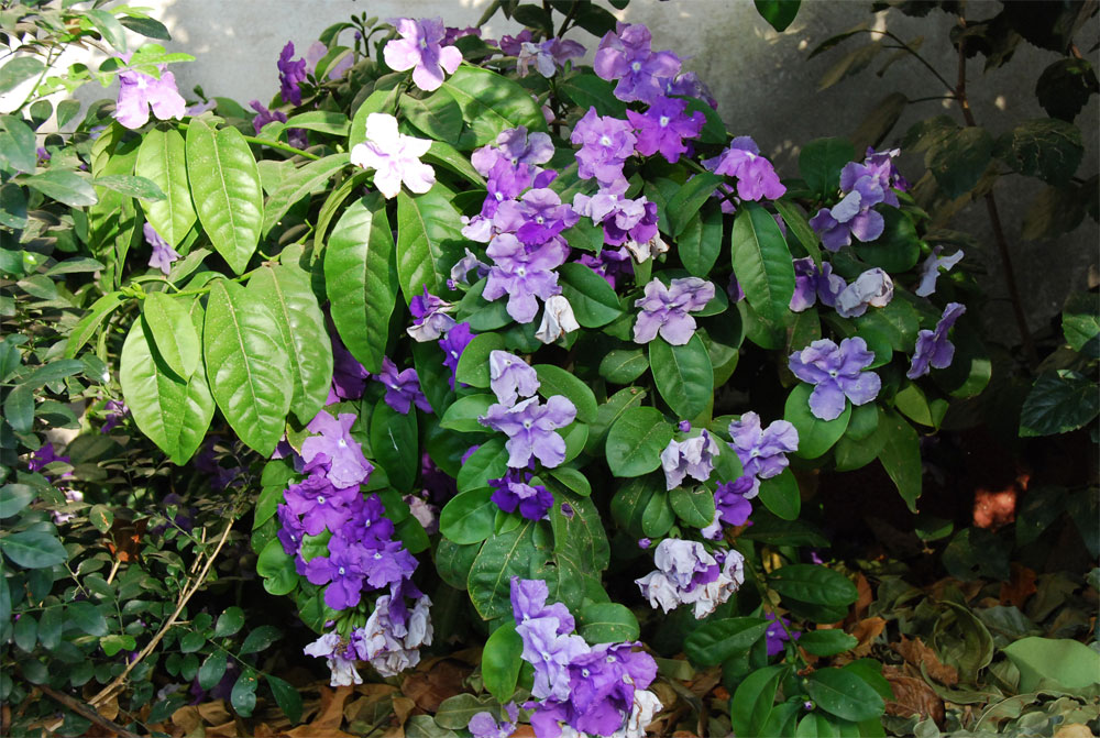 ברונפלסיה גביענית 