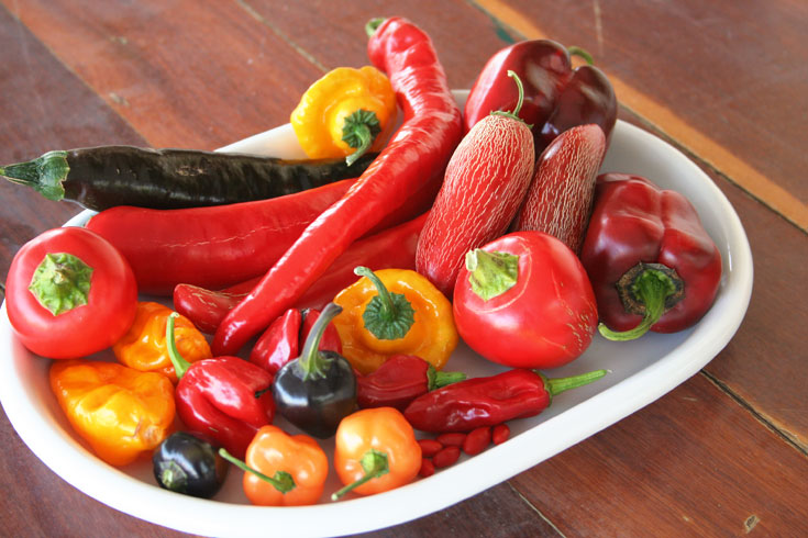 צילום: אסנת לסטר צילום: אסנת לסטר