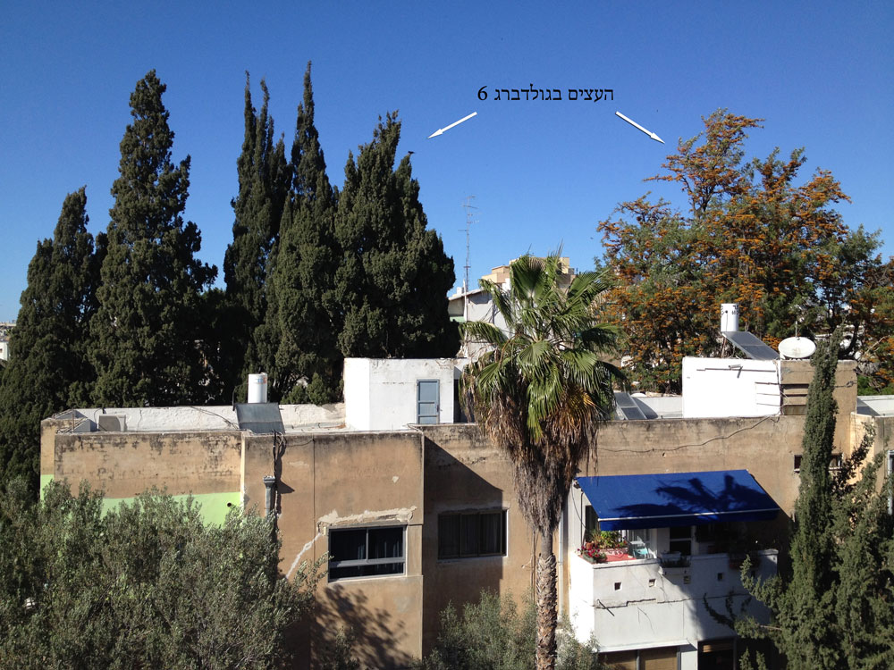 כריתת עצים