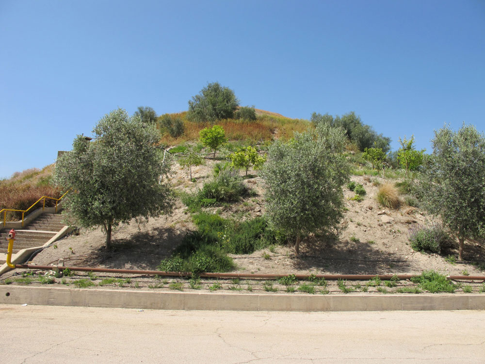 סיור בעמק הירדן אולם הקימרון מוסתר מתחת לשכבת אדמה וצמחיה