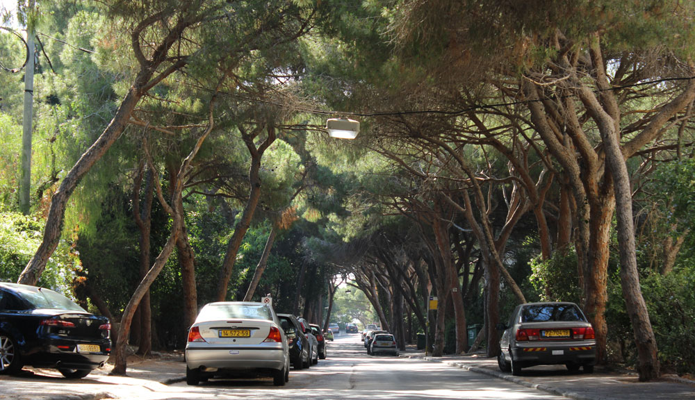שדרות הצבי במרכז הכרמל. השכונות הוותיקות בחיפה עדיין מלאות ירק, בניגוד לשכונות שנבנות בימים אלה, שנראות כמו אוסף של מגדלים מעל מגרשי חניה כריתת עצים חיפה שכונות ותיקות