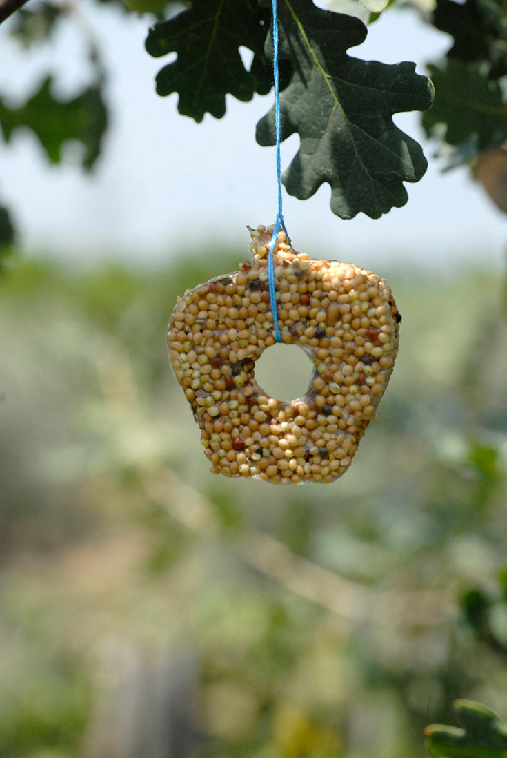 מתקן להאכלת ציפורים