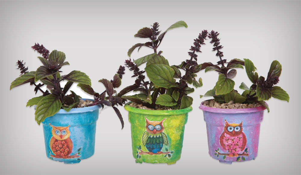 לשימוש הכתבה בלבד עציצים מאוירים