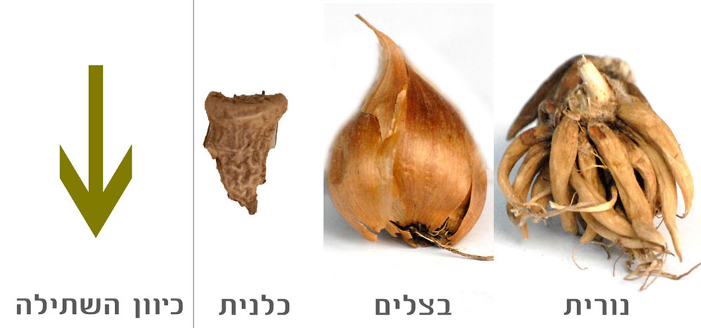 לשימוש הכתבה בלבד פקעות עציצים