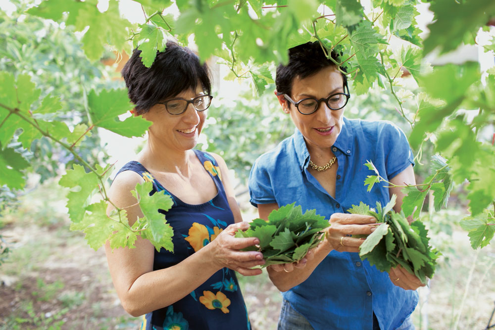 לשימוש בלוג מנטה בלבד פיליס גלזר אמירה אשקר
