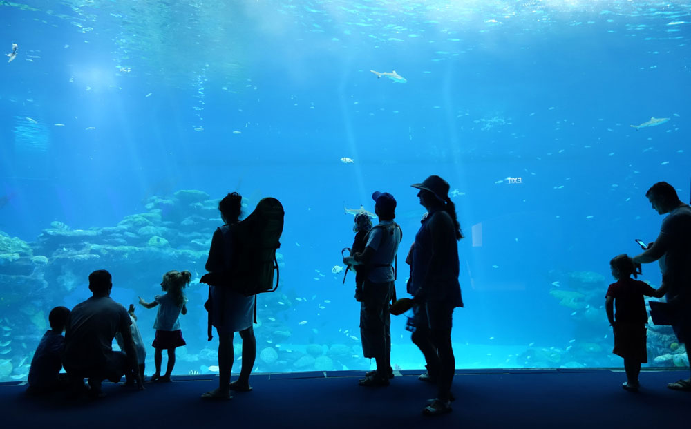 בריכת כרישים המצפה התת-ימי