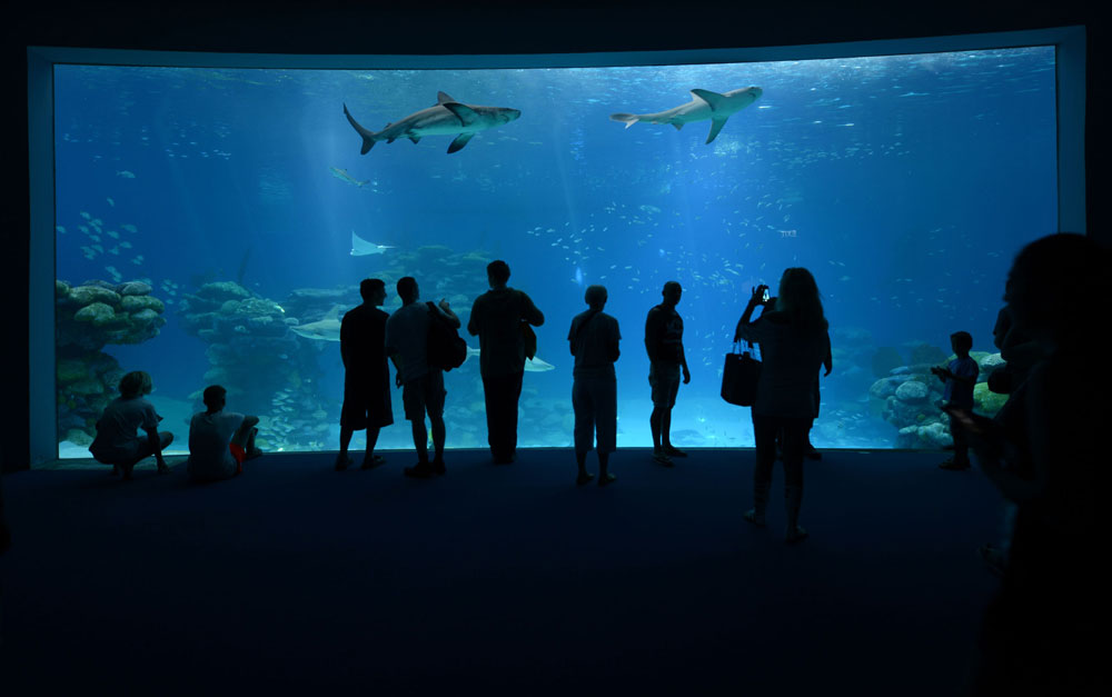 בריכת כרישים המצפה התת-ימי