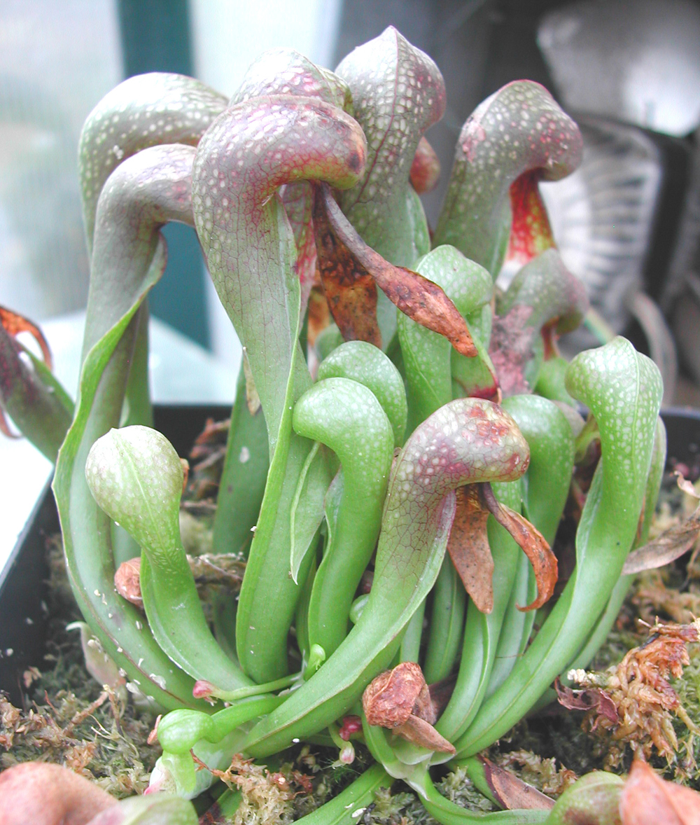 צמחים טורפים 