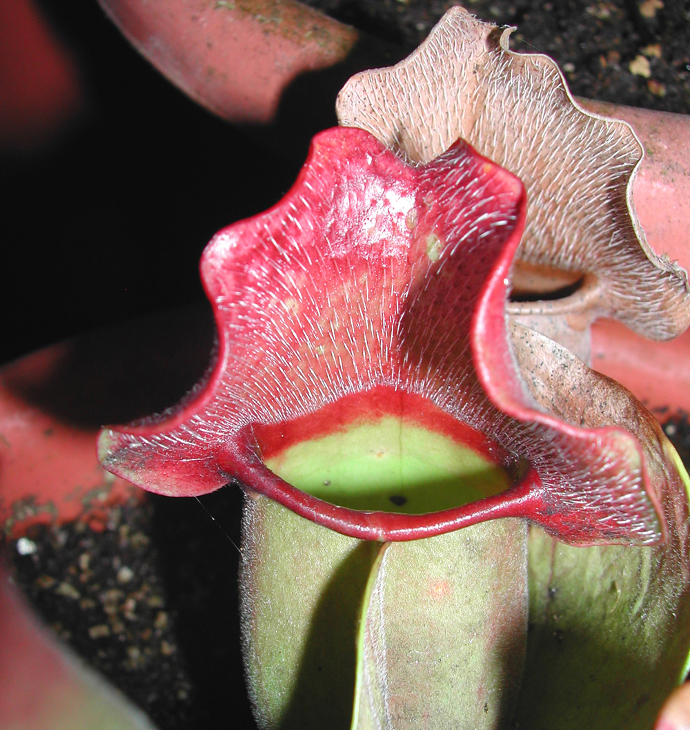 צמחים טורפים 