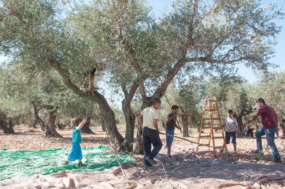 כל המשפחה מתגייסת. מסיק זיתים בגליל המערבי לאשה מגזין מסיק זיתים