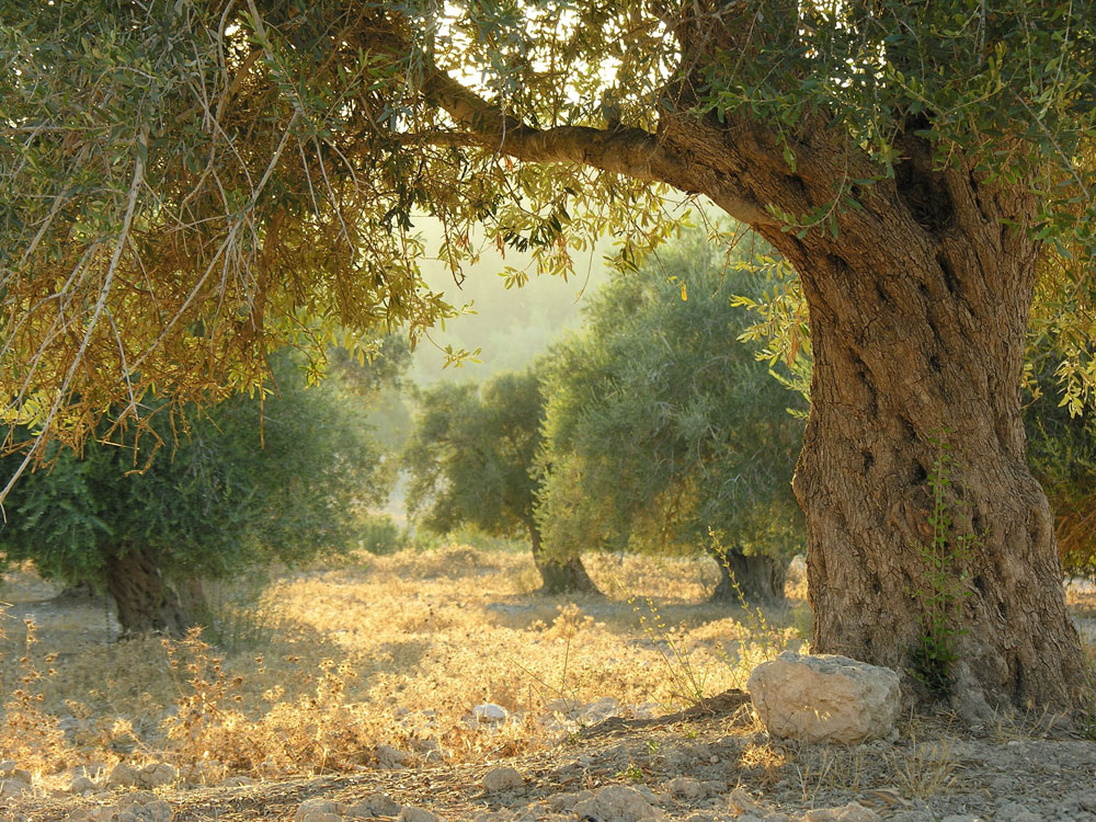 הפסטיבל מתקיים עד חופשת חנוכה, ברחבי הגליל המערבי לאשה מגזין מסיק זיתים