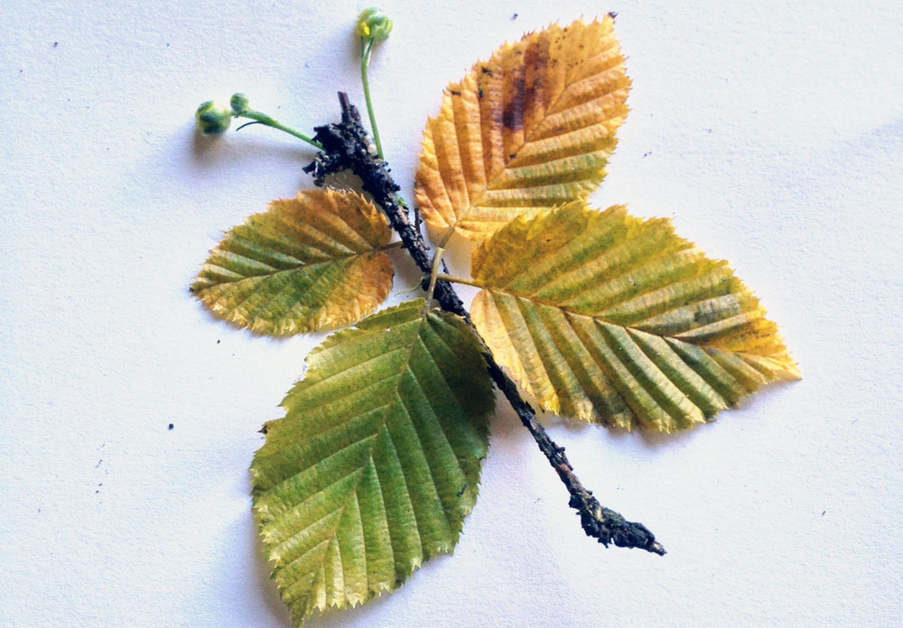 לשימוש הכתבה בלבד יצירות מעלי שלכת