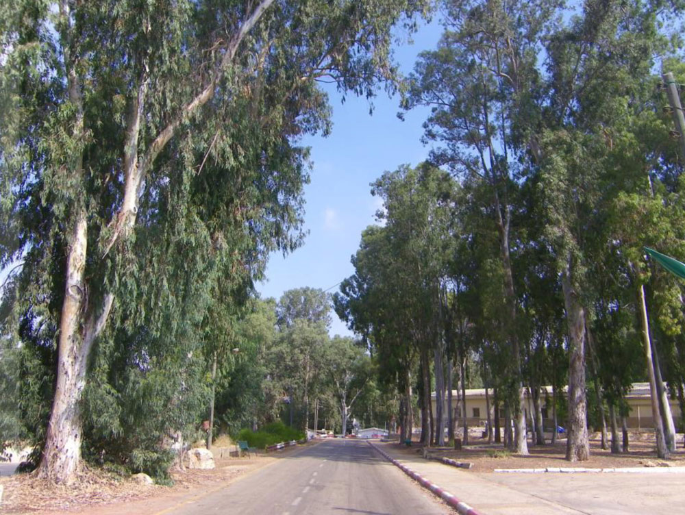 אחד המאפיינים הבולטים של המקום הוא הצמחייה העשירה: לצד מאות אקליפטוסים, שכמותם יש בבסיסים רבים אחרים, נשתלו במחנה עצי זית, וושינגטוניה, פיקוס, ברכיכטון, סיגלון, סיסם, תמר, פילפלון, כליל, קזוארינה ואורן. 556 עצים צפויים להיעקר עכשיו; 487 מיועדים לשימור, אבל חלקם מסומנים על דרכים עתידיות, כך שהם עלולים להיפגע במהלך הבנייה מחנה 80