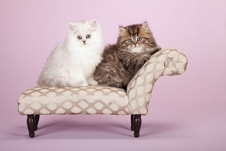 מהות החיים שחר שילוח חתול פסיכולוג על הספה 