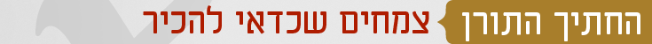 החתיך התורן