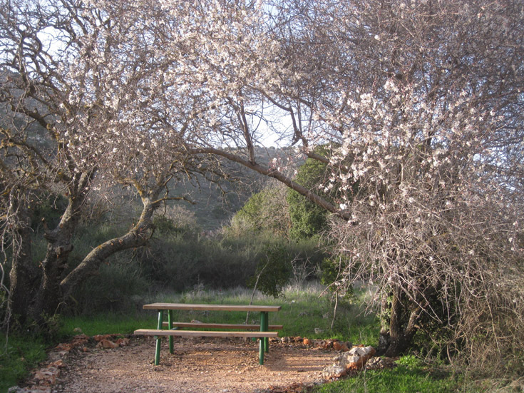 שולחנות עץ מתחת לשקדיות. תחילת המסלול לקידום הכתבות של דרור זבדי בלבד! הרי נפתלי דרור זבדי