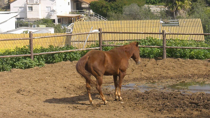כרם מהר