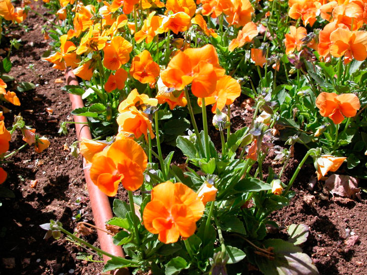 השקיה לפי כמות