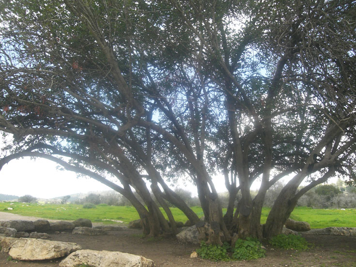לשימוש פנאי פלוס בלבד פארק עדולם